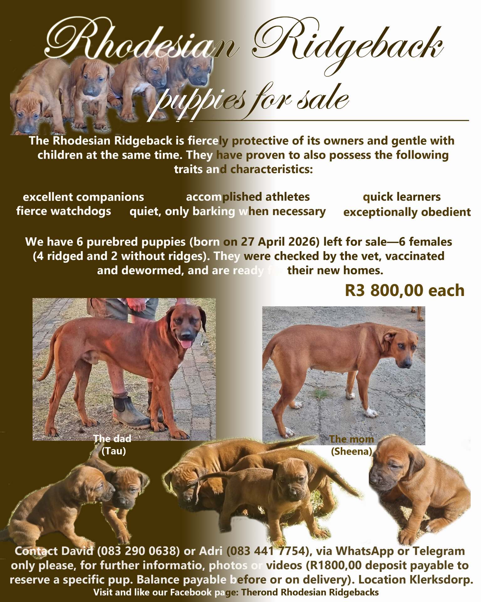 Rhodesian Ridgeback photo 1