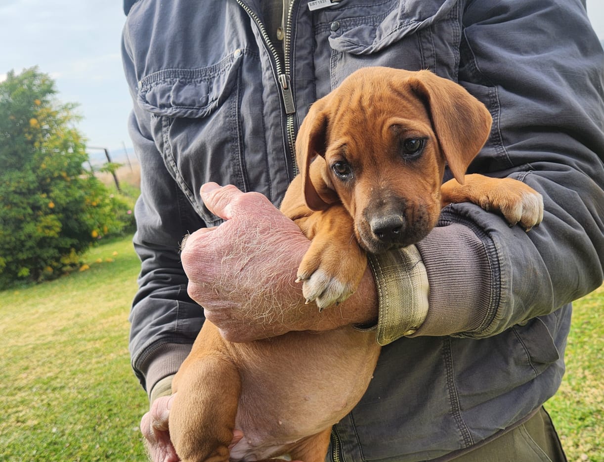 Rhodesian Ridgeback photo 2