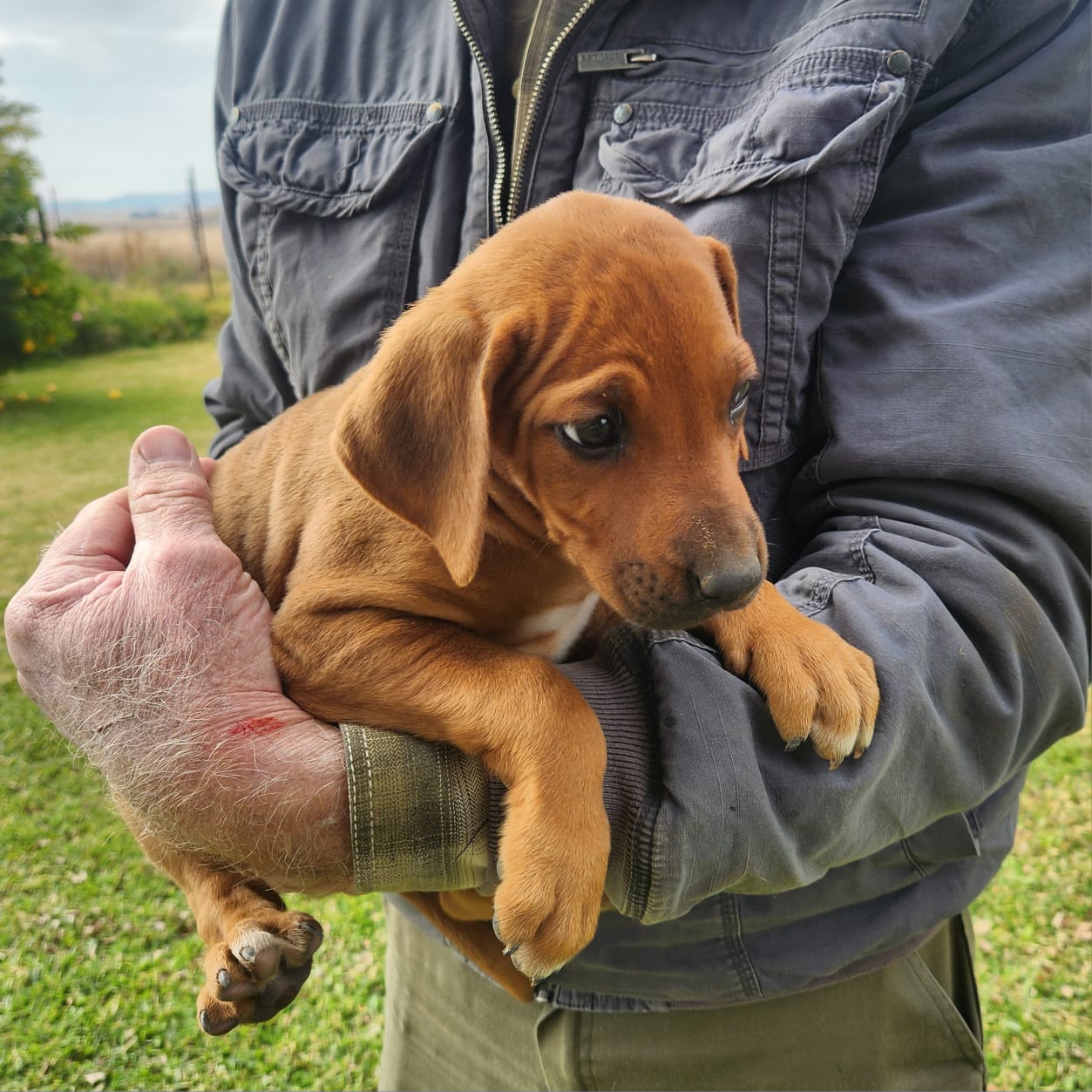 Rhodesian Ridgeback photo 3