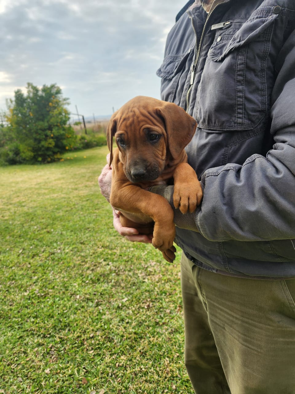 Rhodesian Ridgeback photo 4