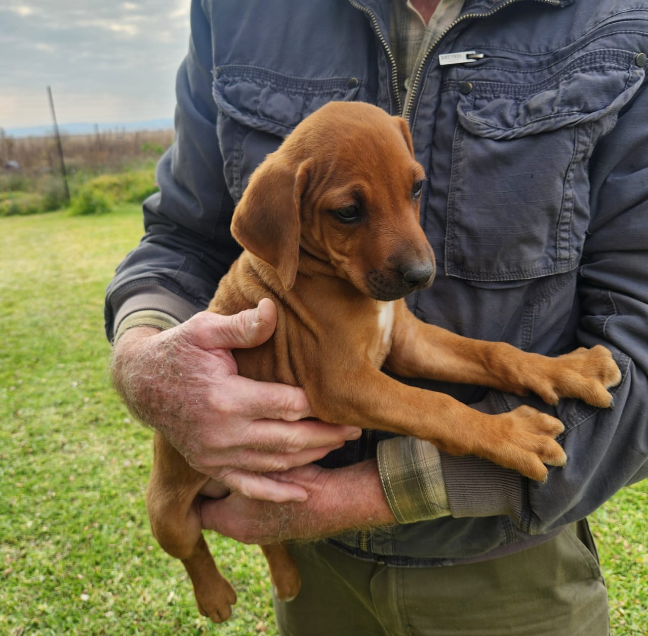 Rhodesian Ridgeback photo 5