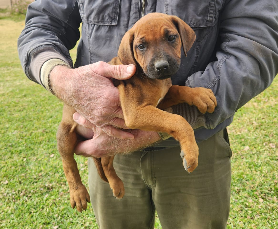 Rhodesian Ridgeback photo 6