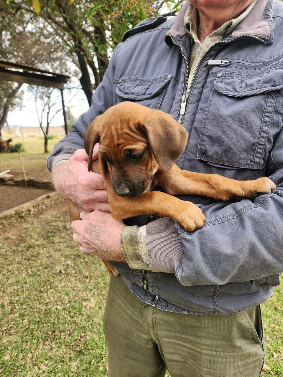 Rhodesian Ridgeback photo 7