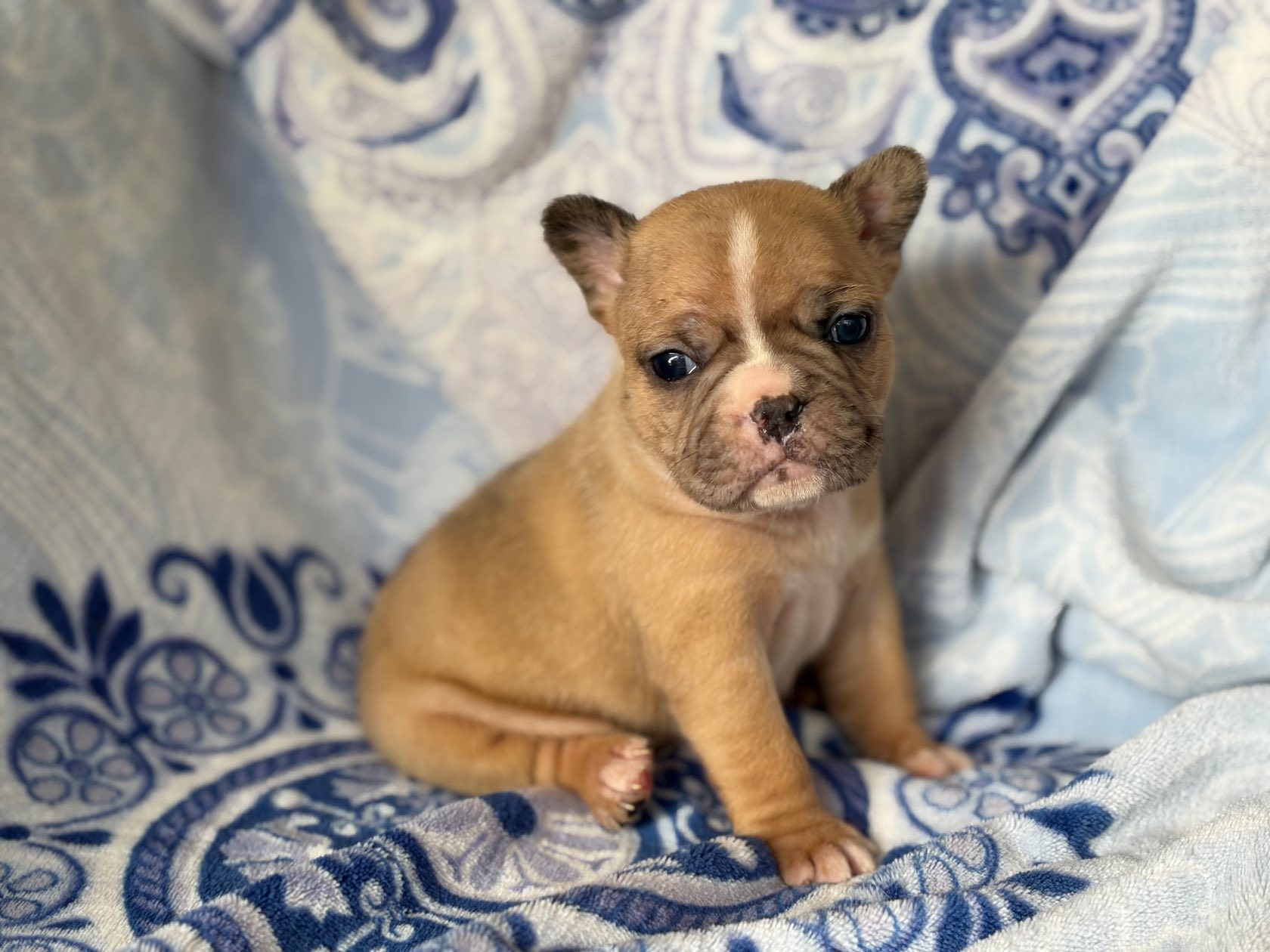 French Bulldog listing photo
