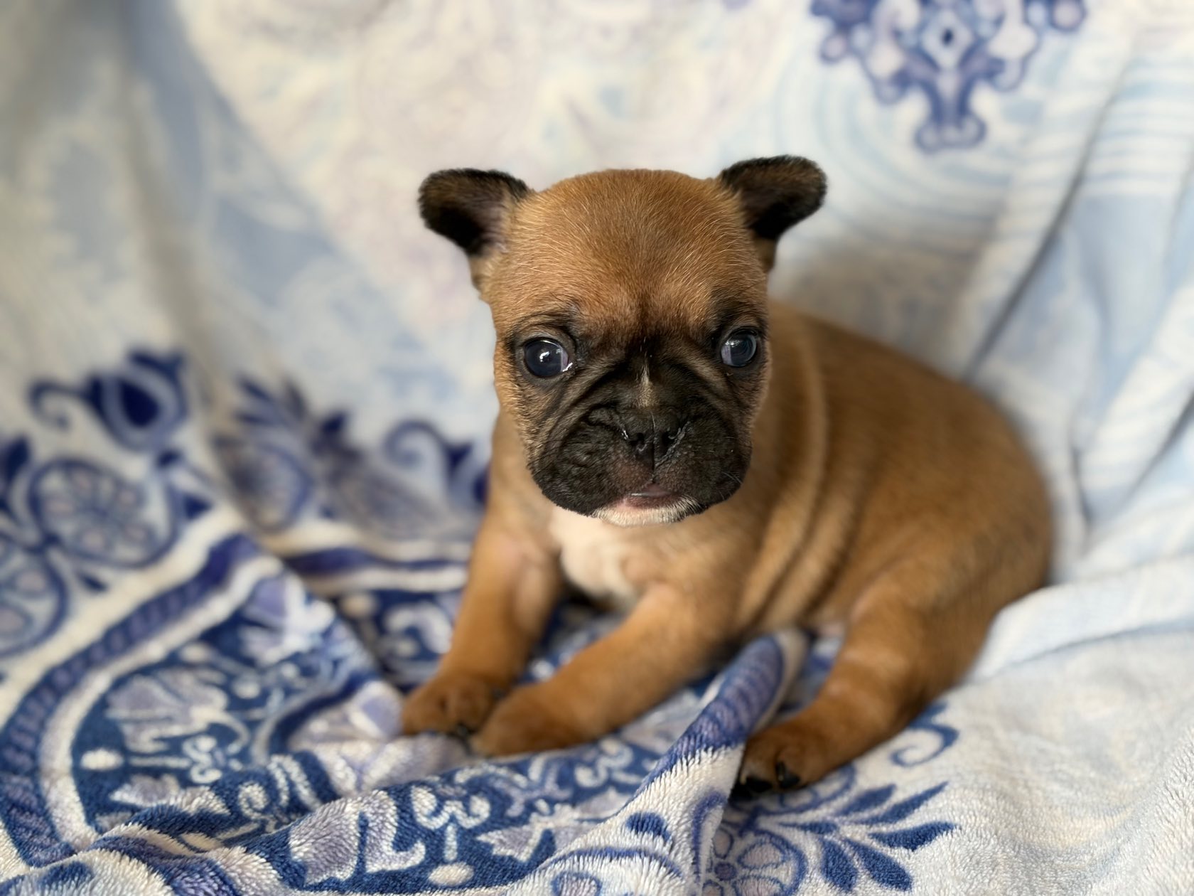 French Bulldog photo 2