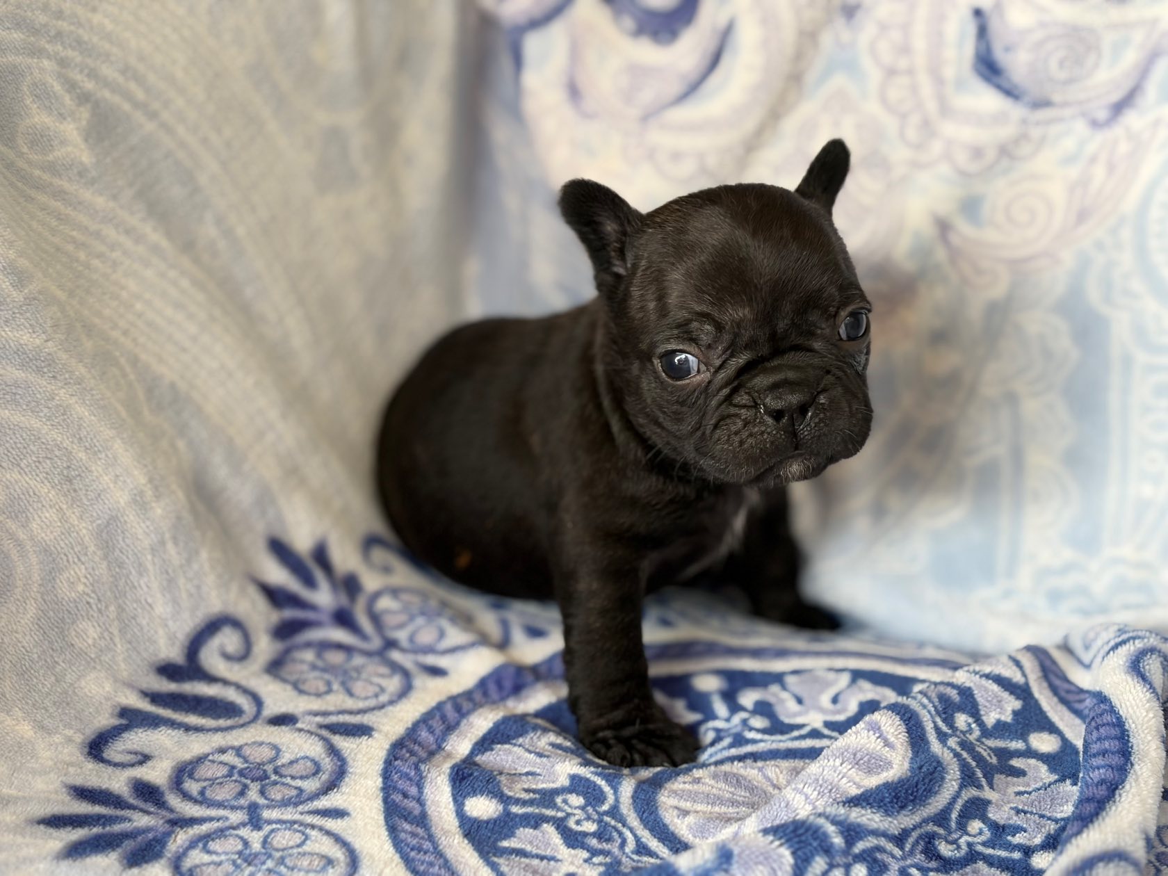 French Bulldog photo 3