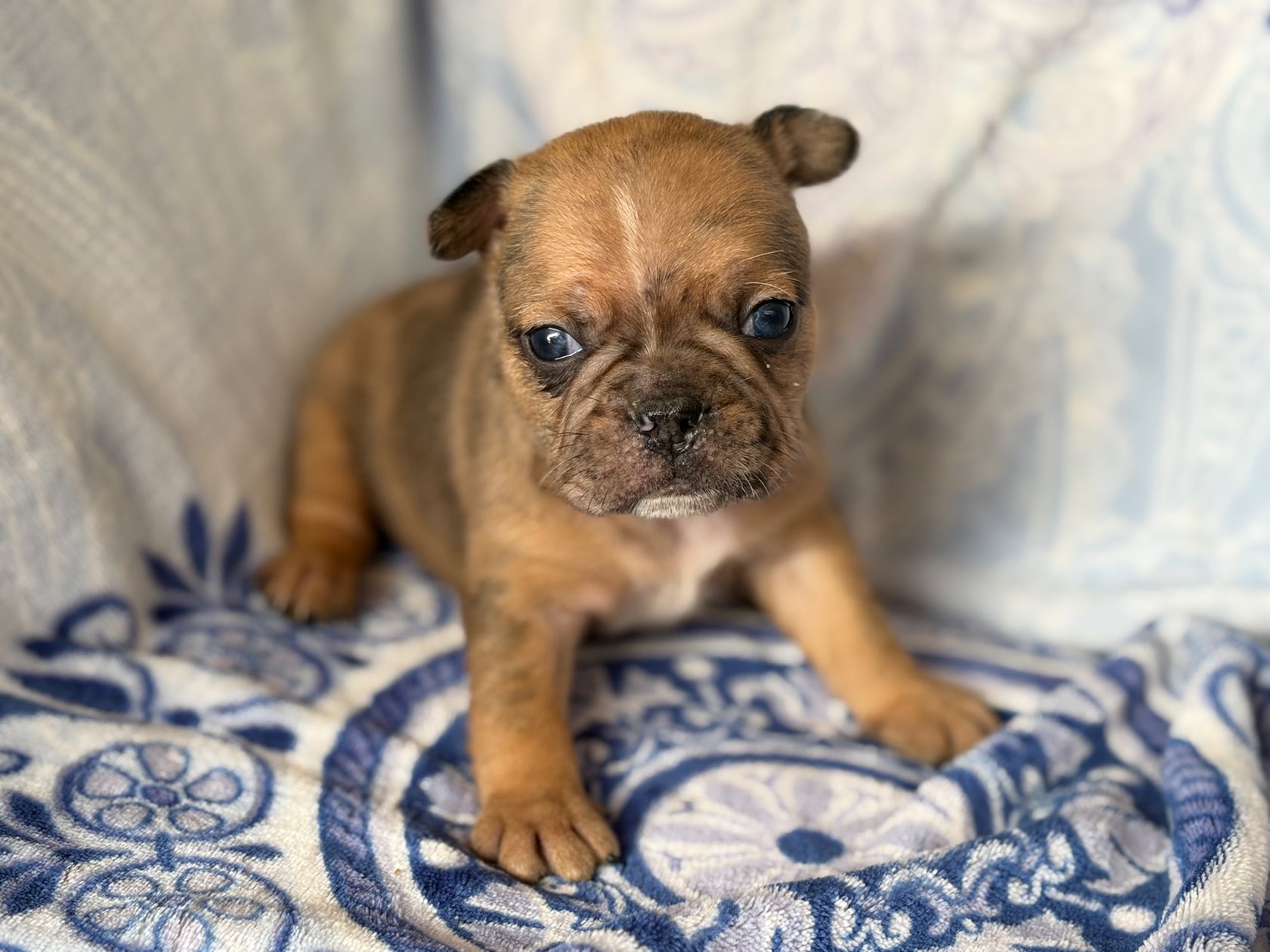 French Bulldog photo 4