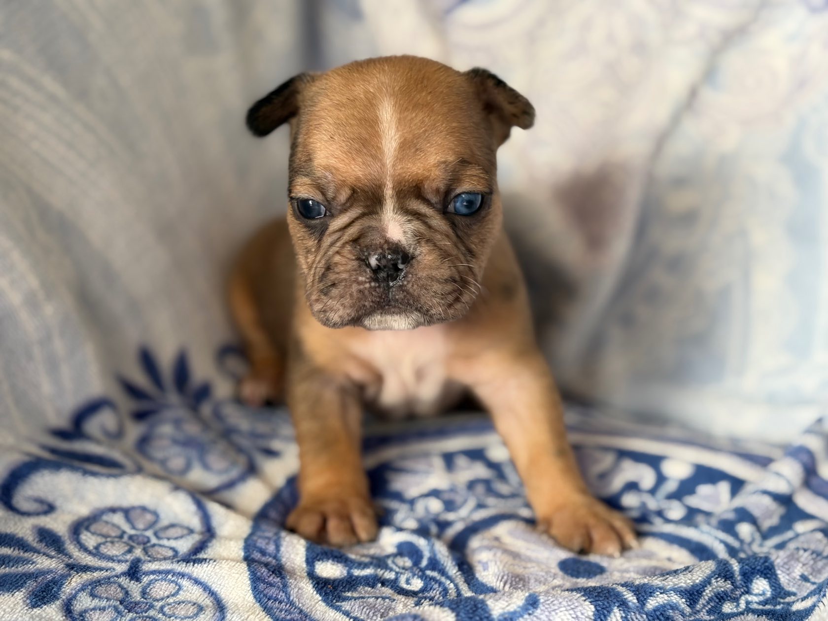French Bulldog photo 5