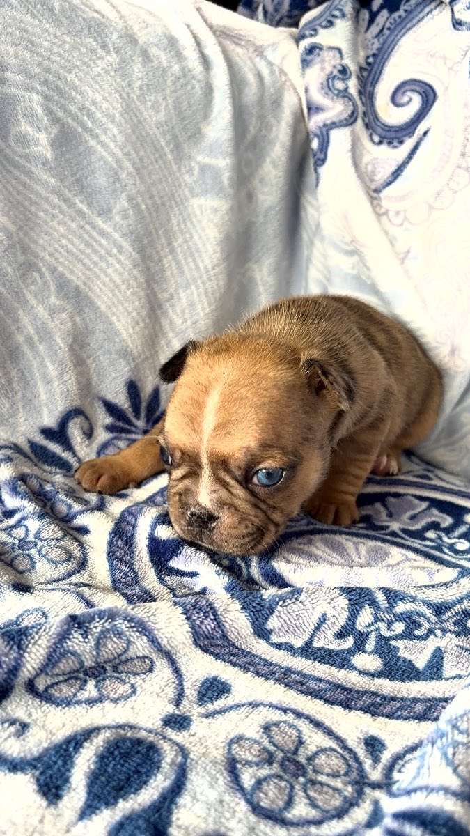 French Bulldog photo 6