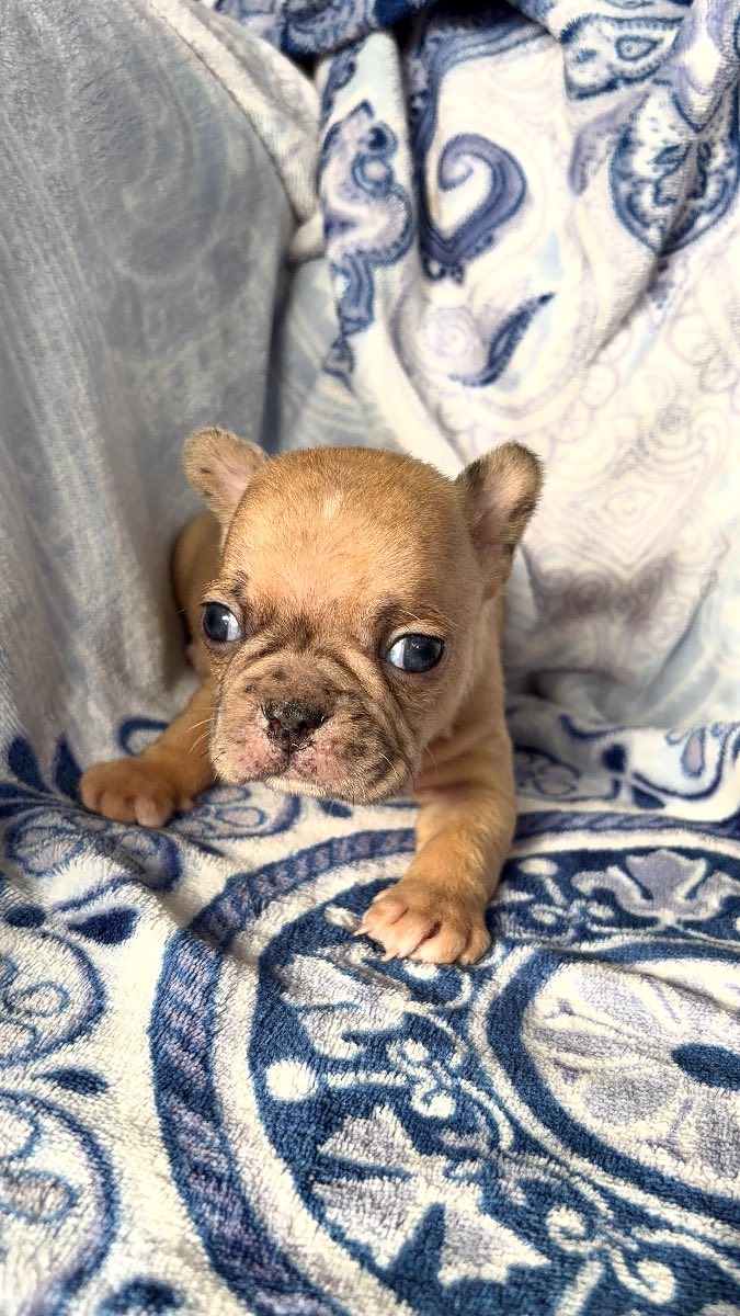French Bulldog photo 7