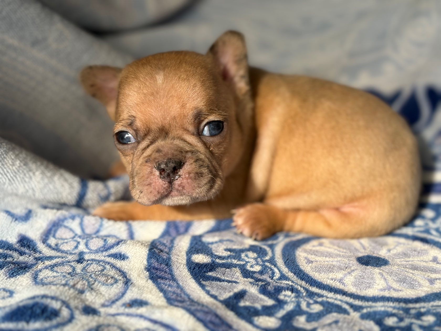French Bulldog photo 8