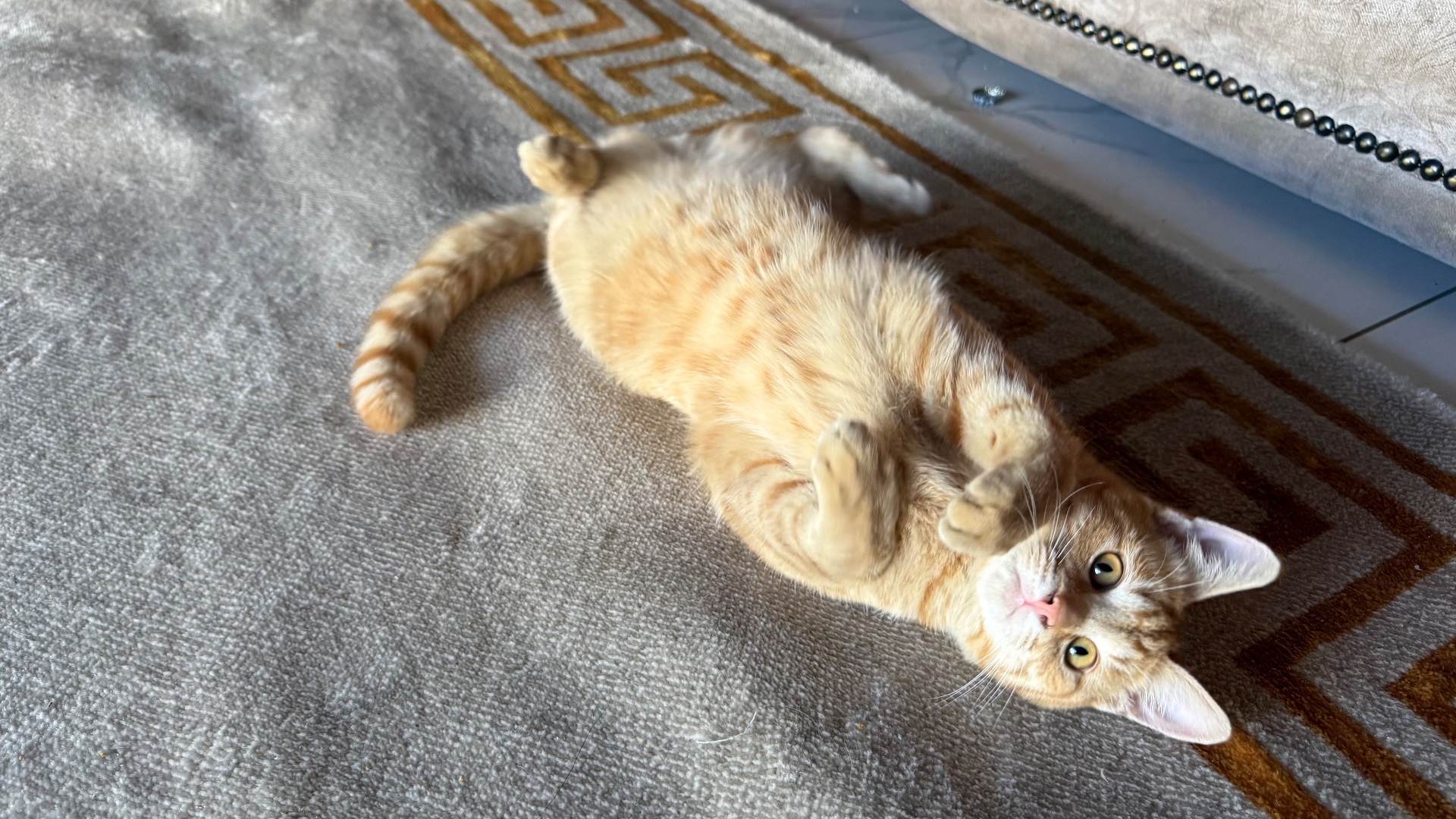Domestic Shorthair listing photo