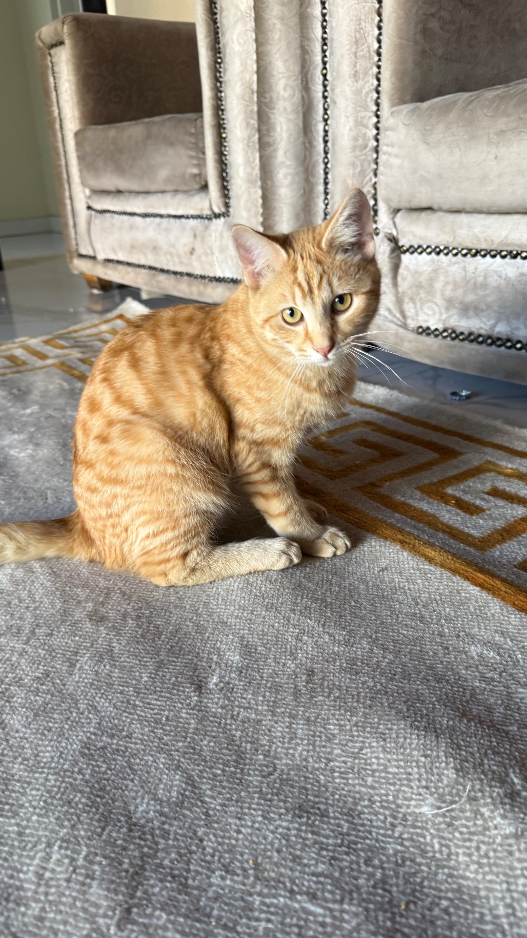 Domestic Shorthair photo 2