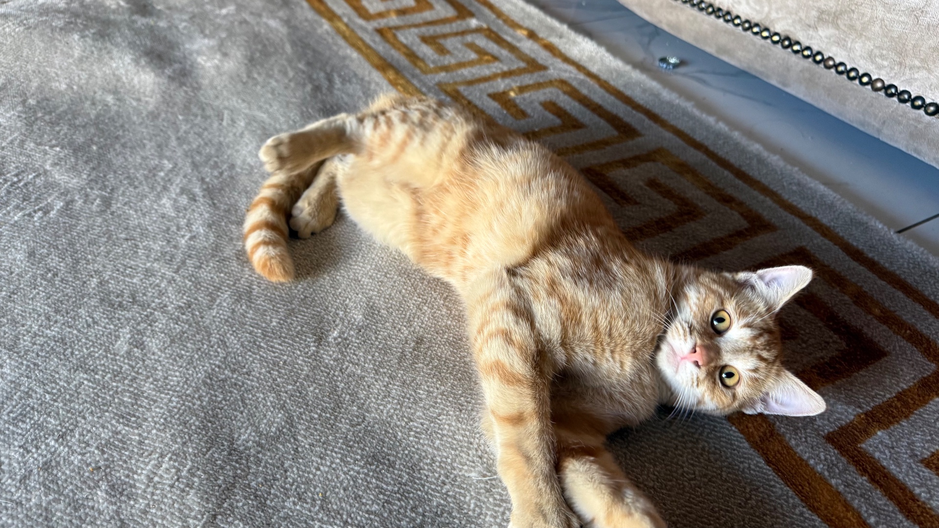 Domestic Shorthair photo 3