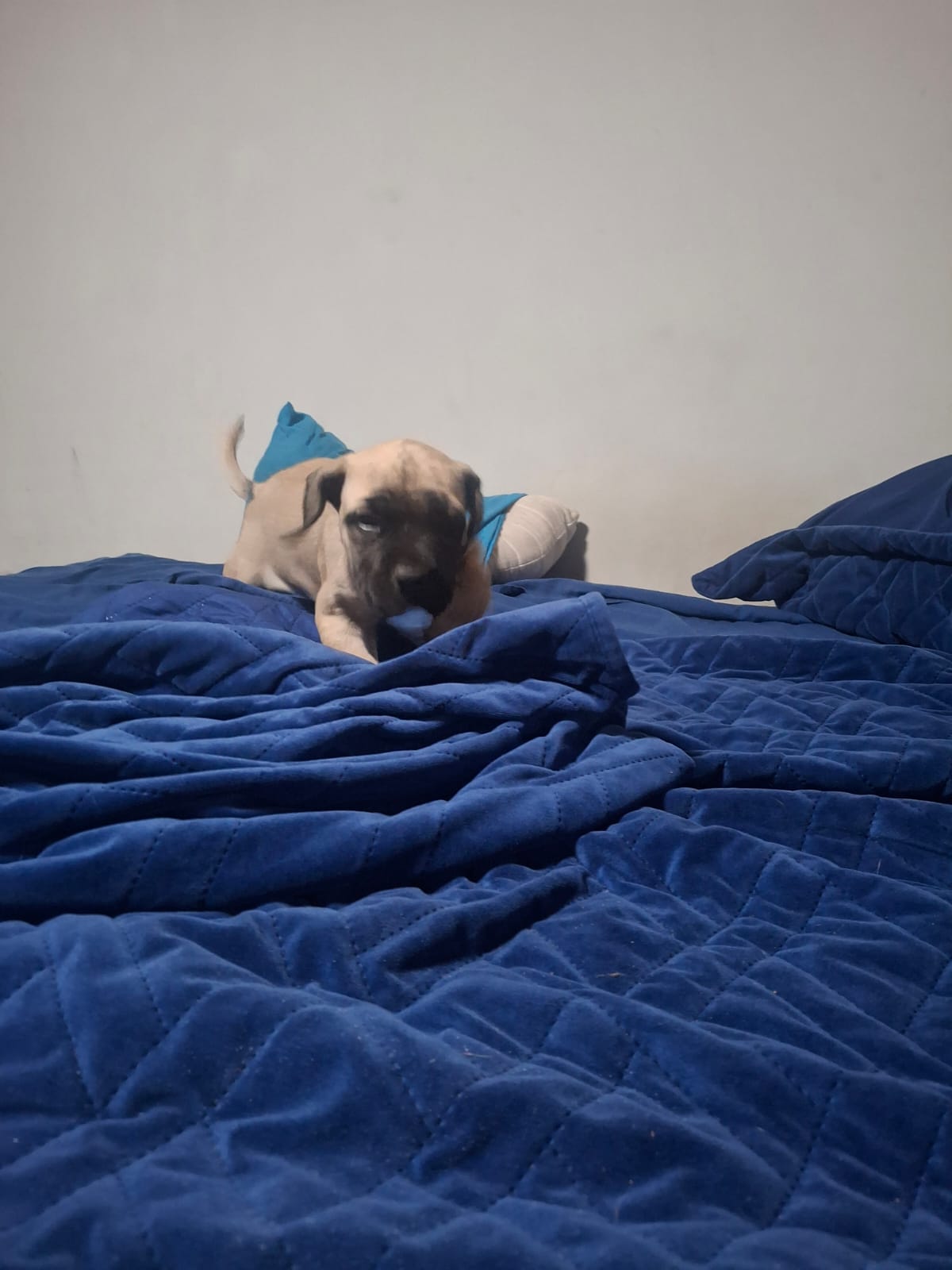 Boerboel listing photo