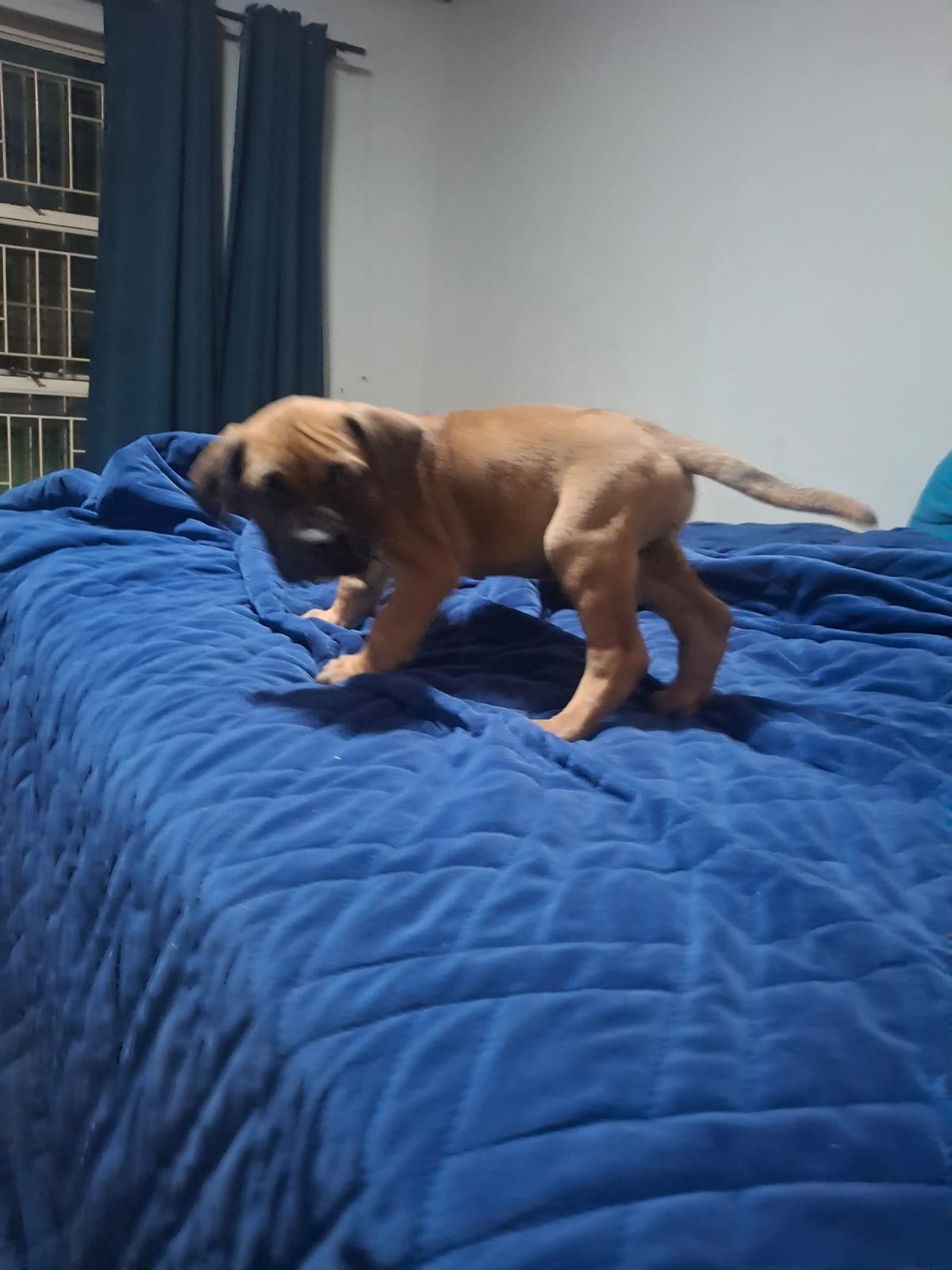 Boerboel photo 2