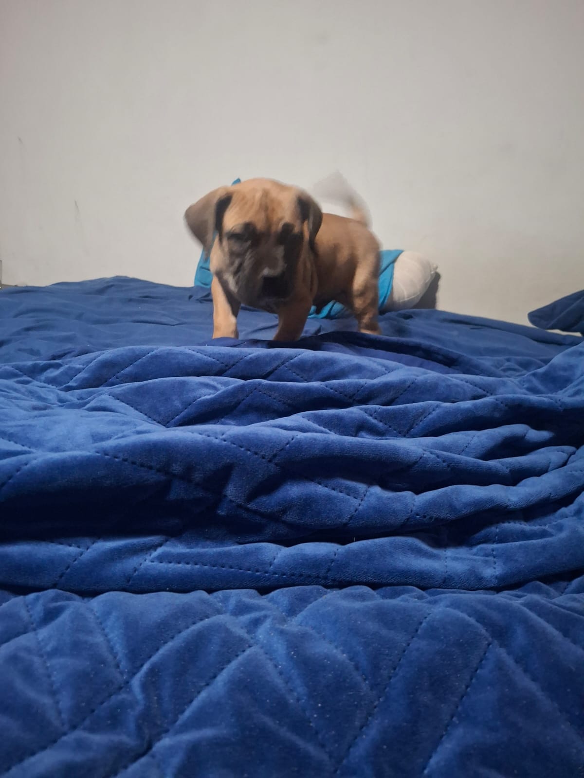 Boerboel photo 3