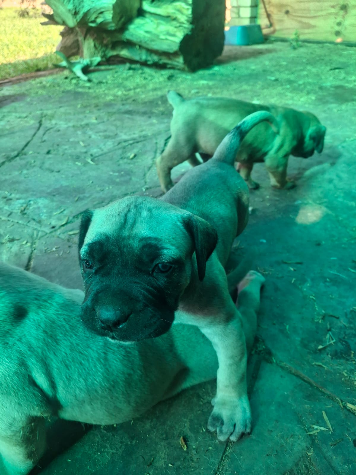 Boerboel photo 4