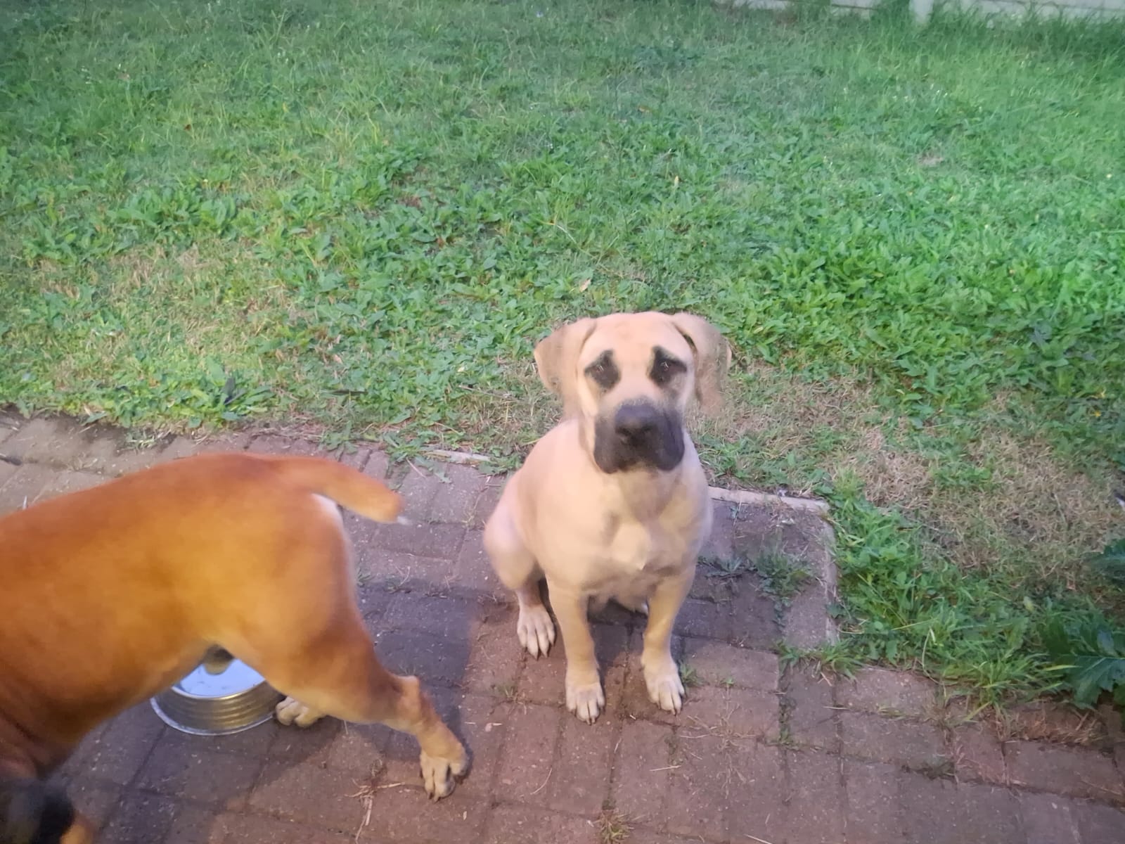 Boerboel photo 5