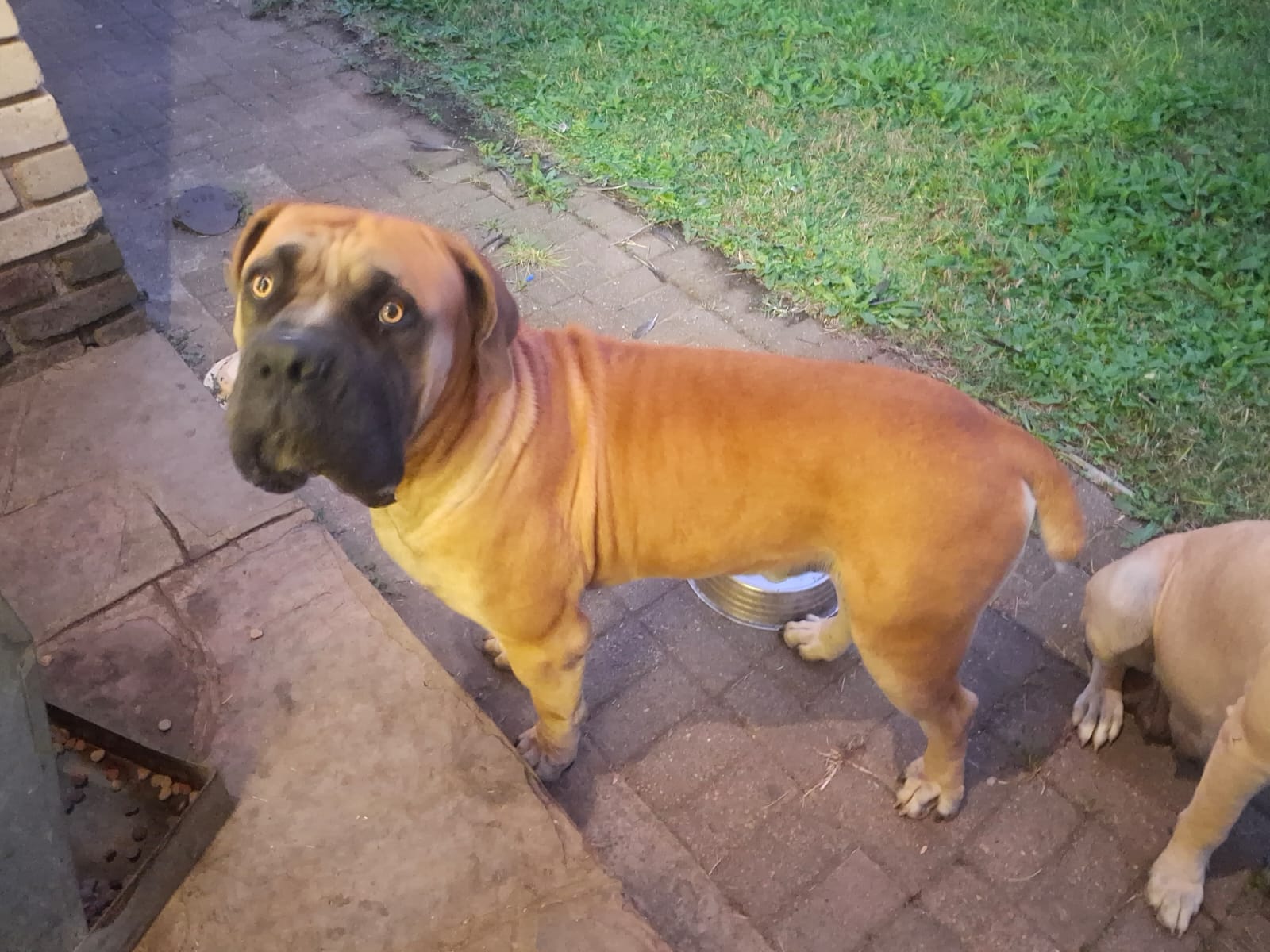 Boerboel photo 6