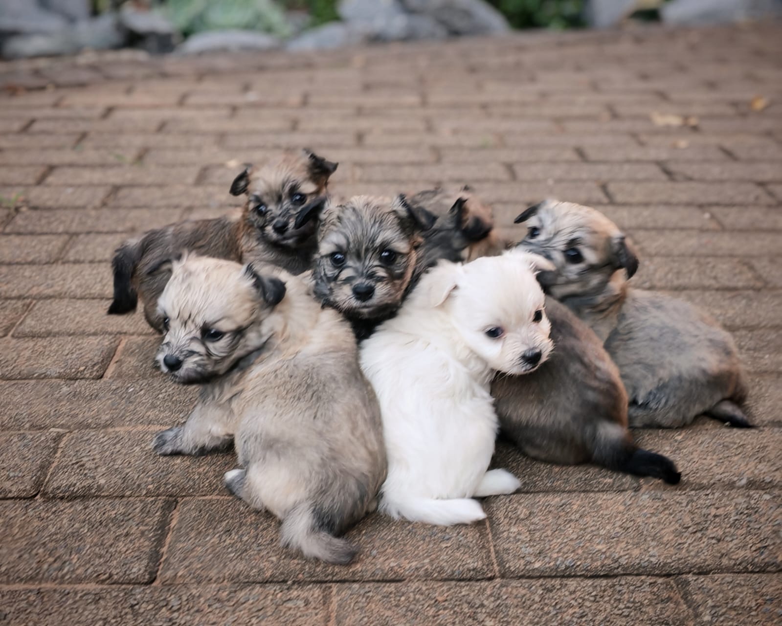 Mixed Breed — Maltipom (Maltese X Toypom) listing photo