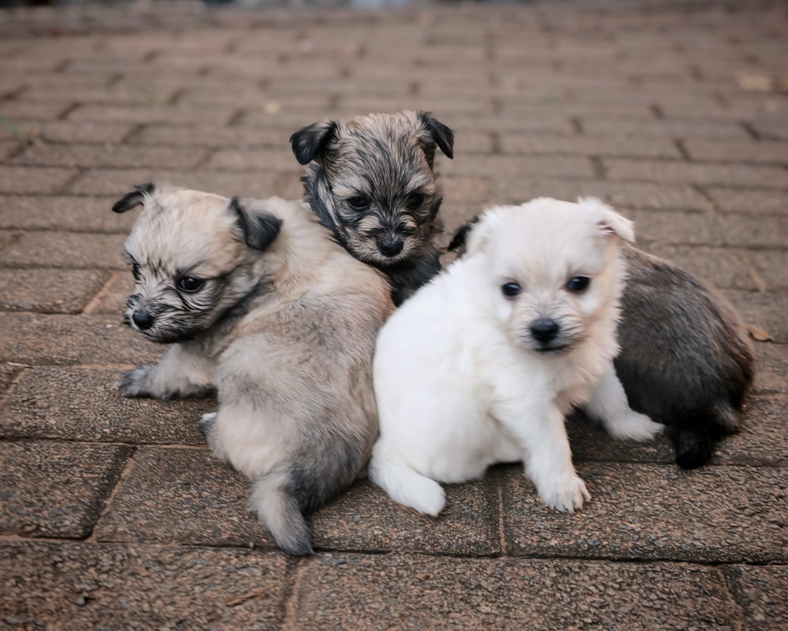 Mixed Breed — Maltipom (Maltese X Toypom) photo 2