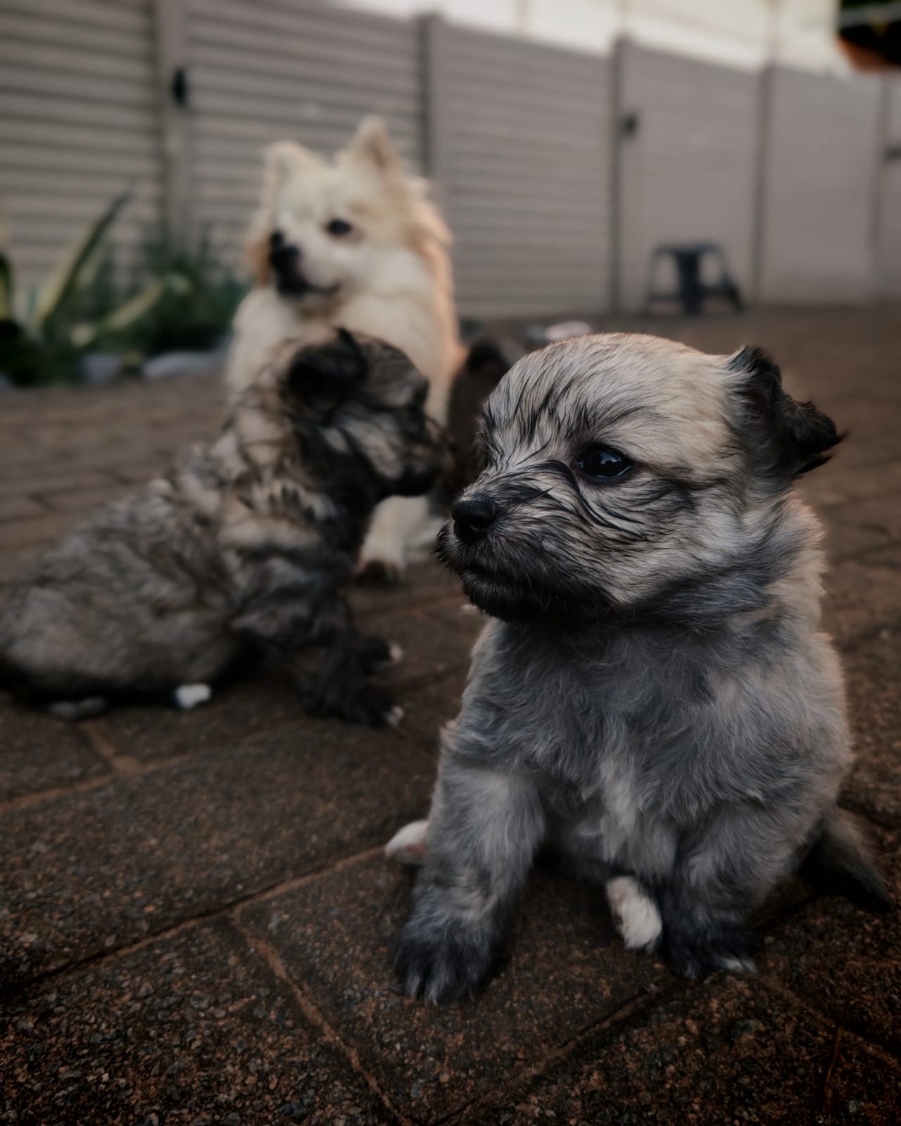 Mixed Breed — Maltipom (Maltese X Toypom) photo 3