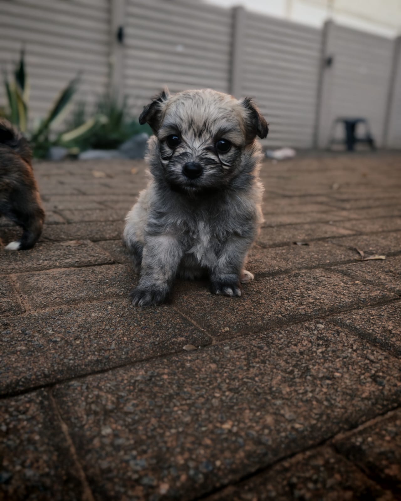 Mixed Breed — Maltipom (Maltese X Toypom) photo 4