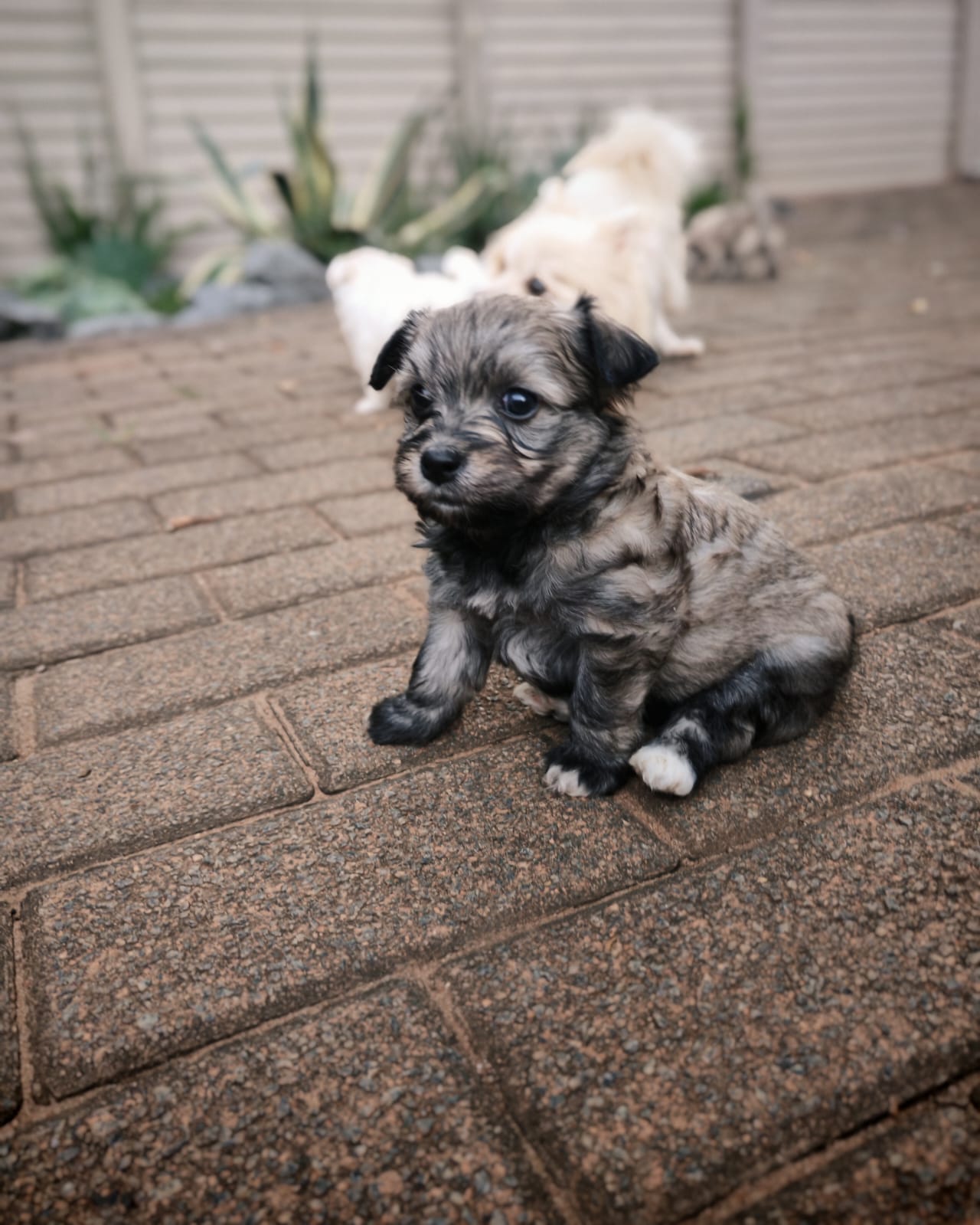 Mixed Breed — Maltipom (Maltese X Toypom) photo 5