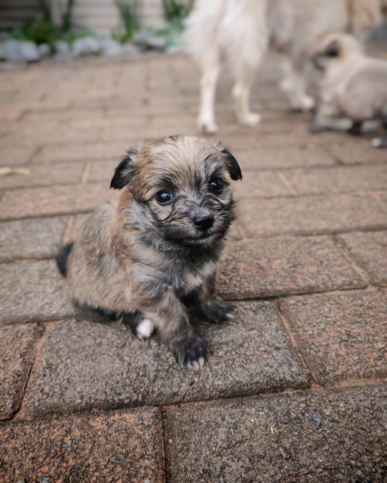 Mixed Breed — Maltipom (Maltese X Toypom) photo 6