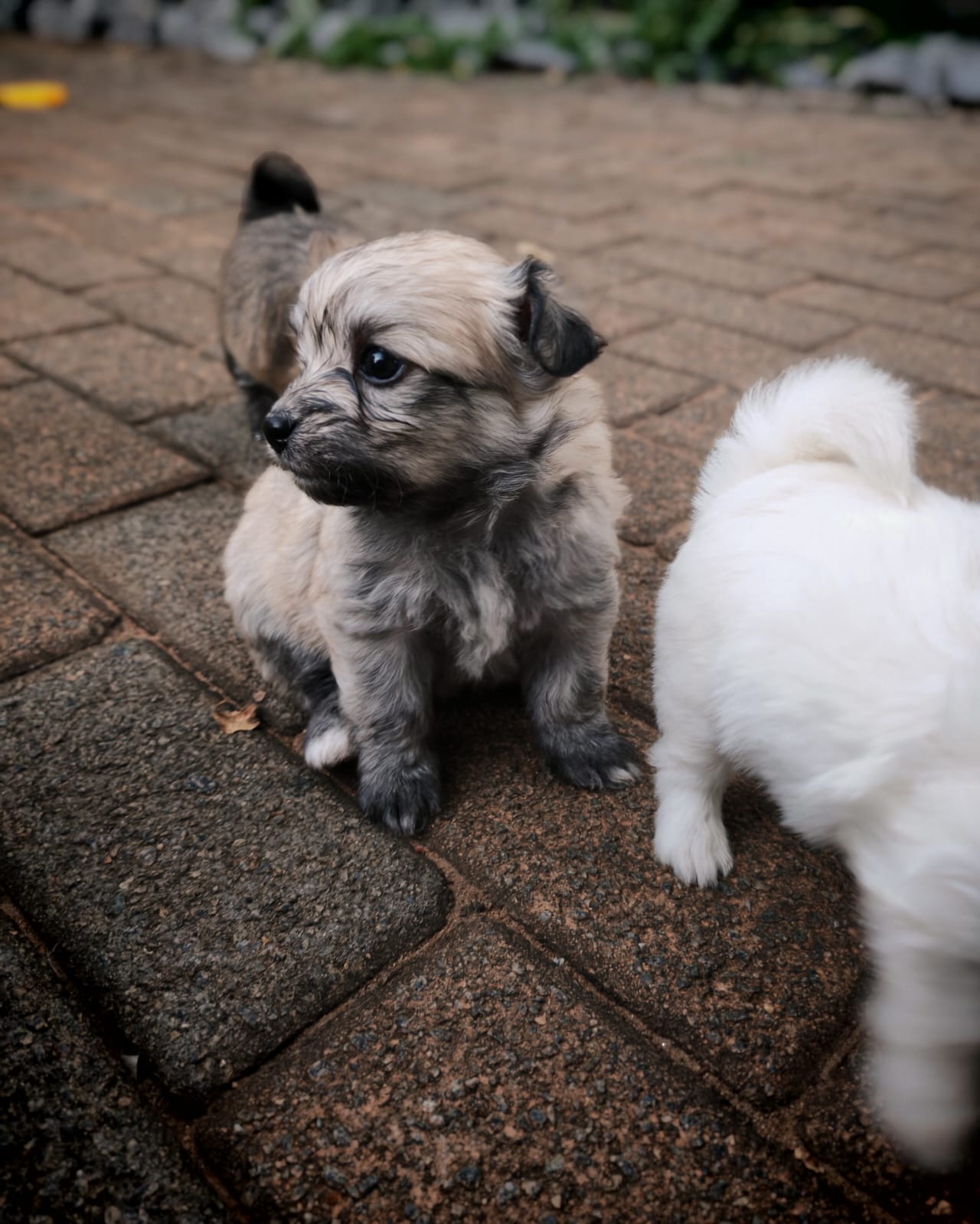 Mixed Breed — Maltipom (Maltese X Toypom) photo 7