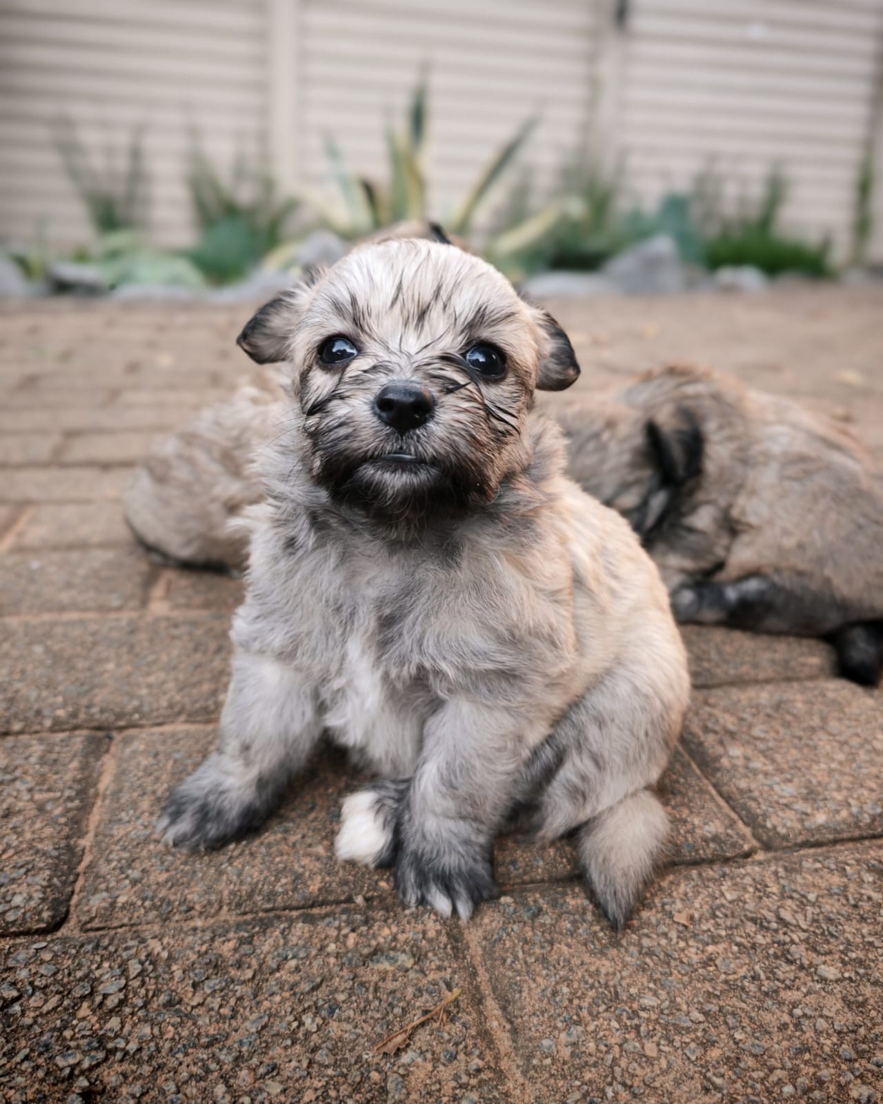 Mixed Breed — Maltipom (Maltese X Toypom) photo 8