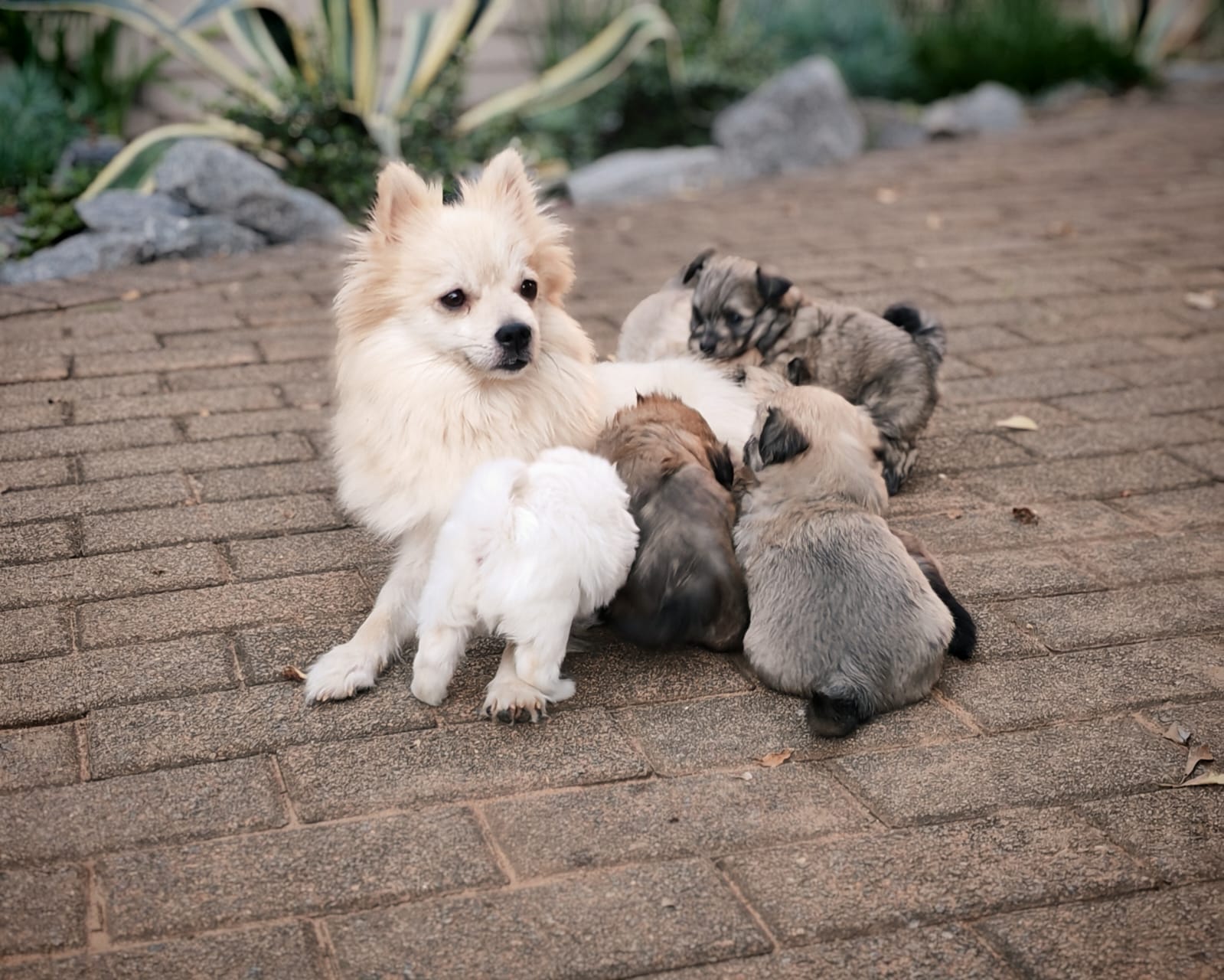 Mixed Breed — Maltipom (Maltese X Toypom) photo 9