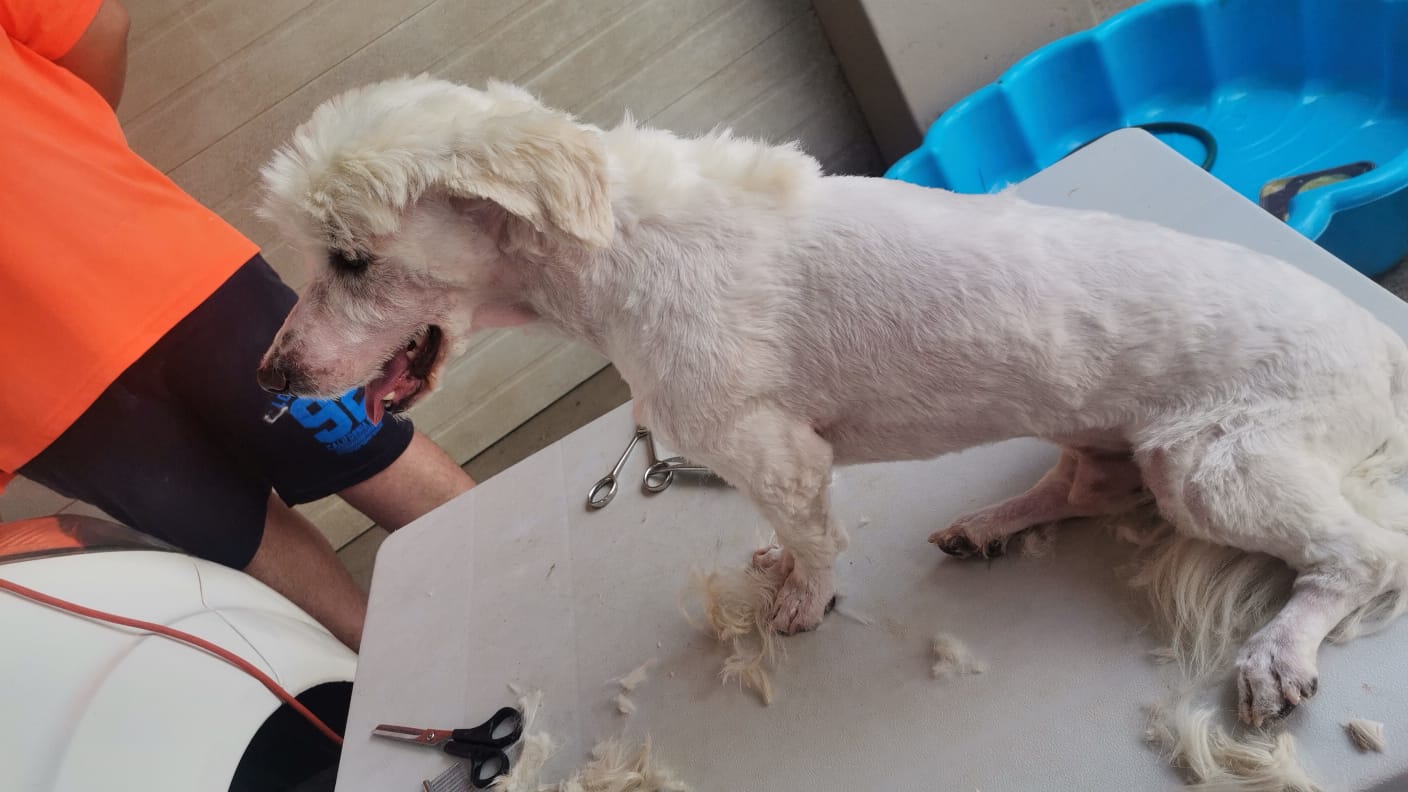 Mixed Breed — Maltipom (Maltese X Toypom) photo 10