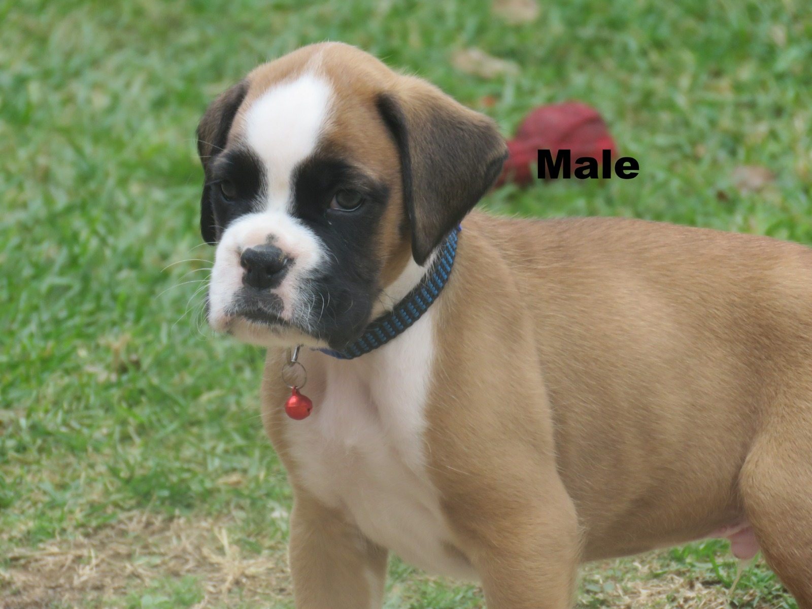 Boxer listing photo