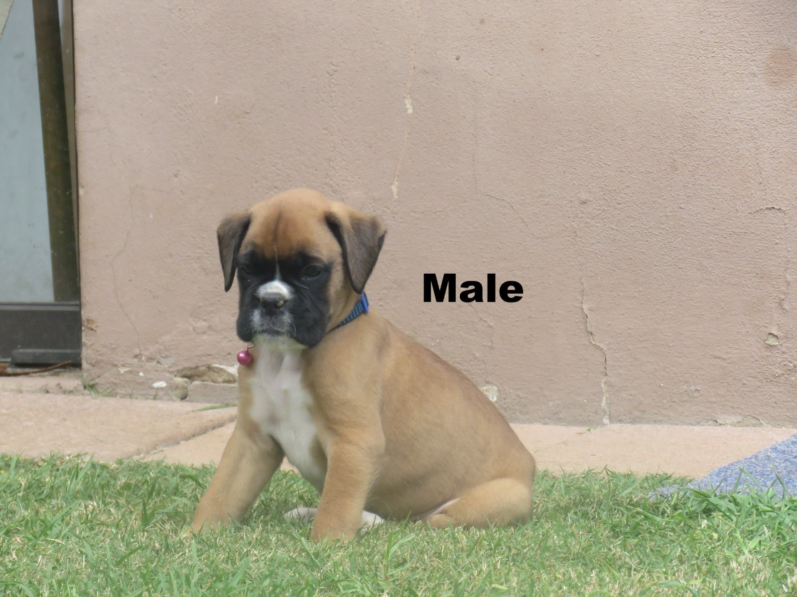 Boxer photo 2