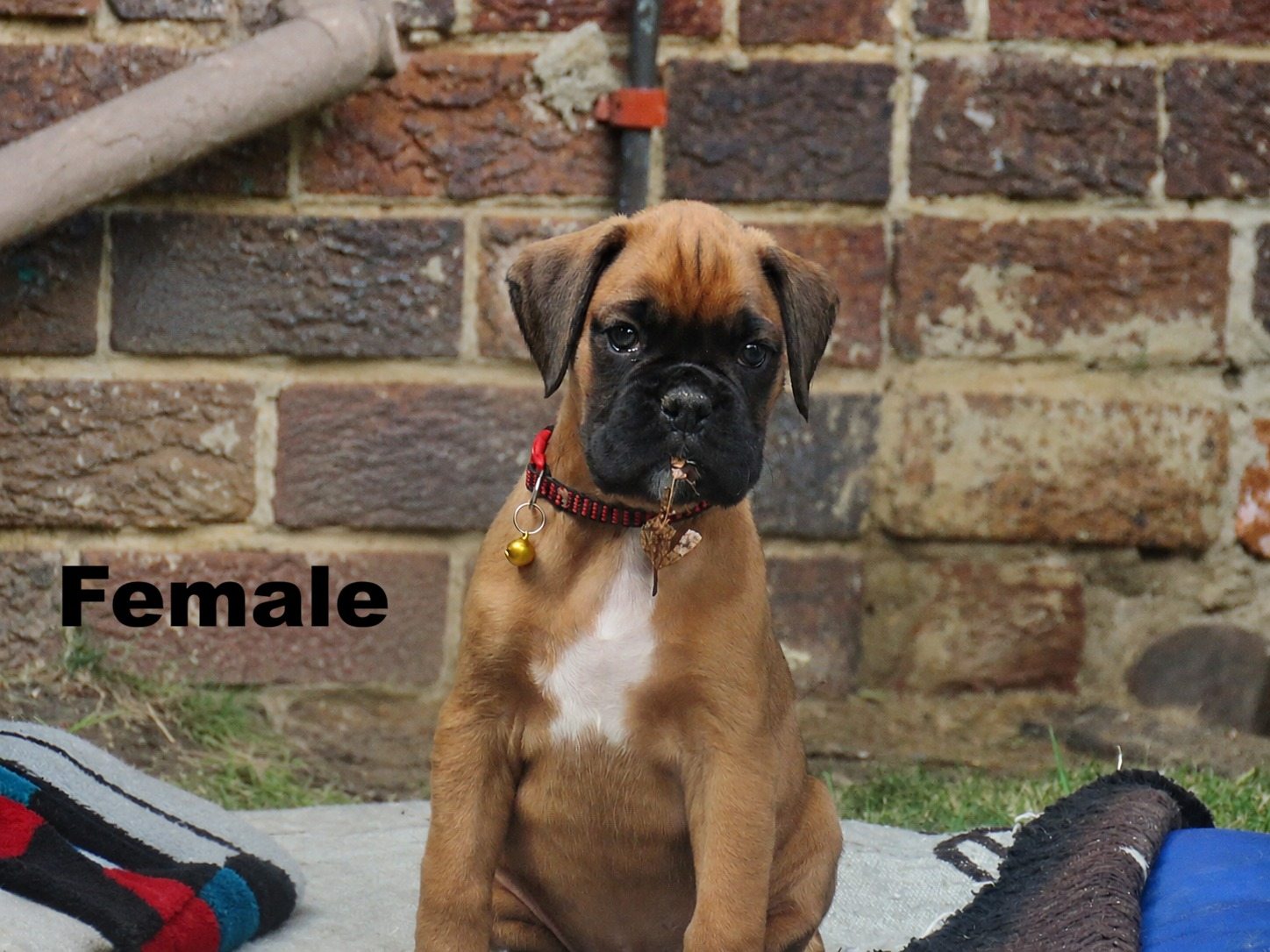 Boxer photo 3