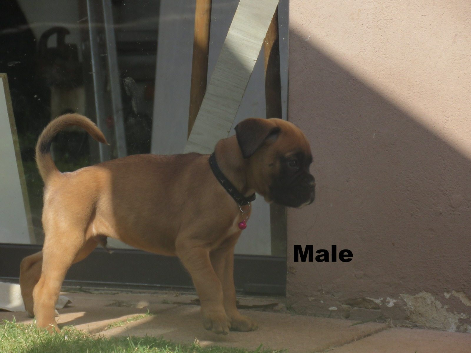 Boxer photo 4