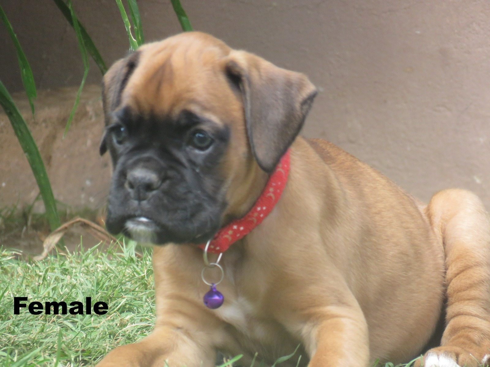 Boxer photo 5