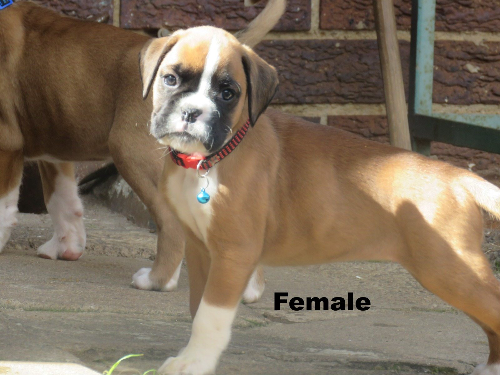 Boxer photo 6