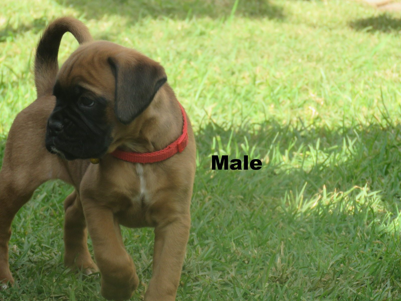Boxer photo 7