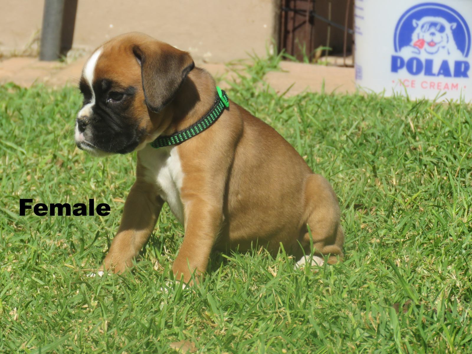 Boxer photo 8