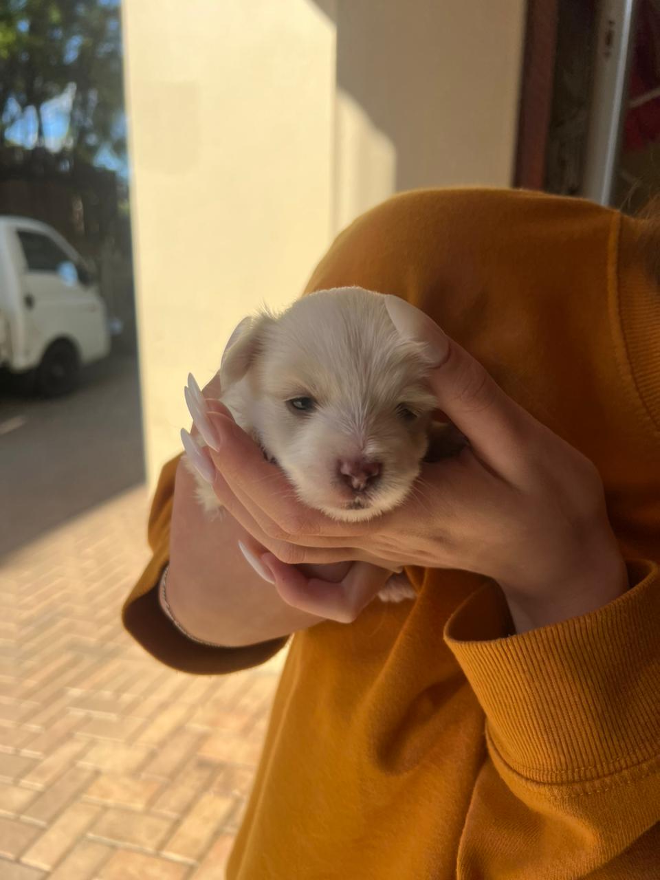 Maltese listing photo