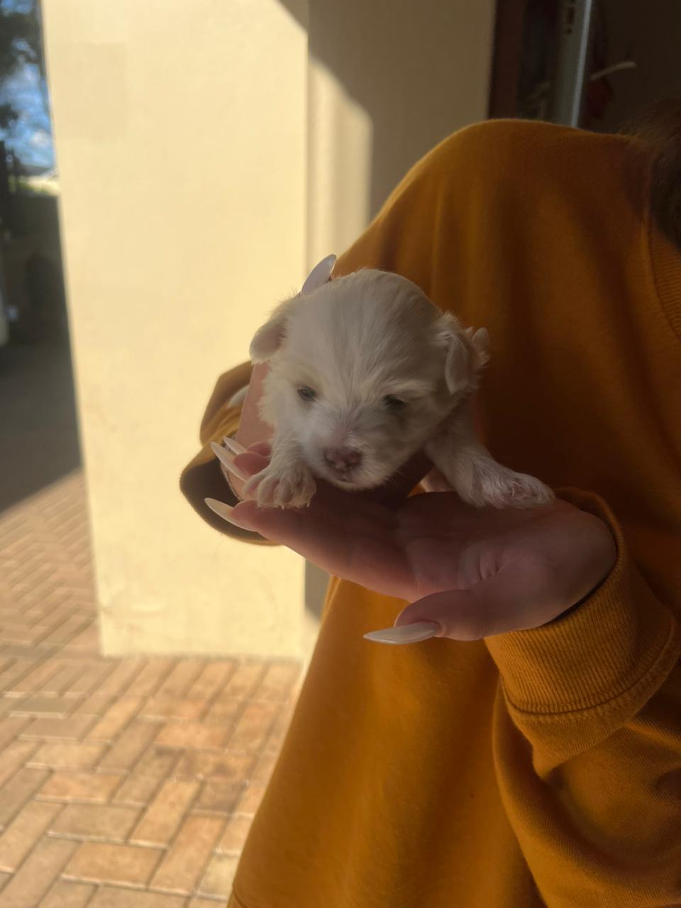 Maltese photo 2