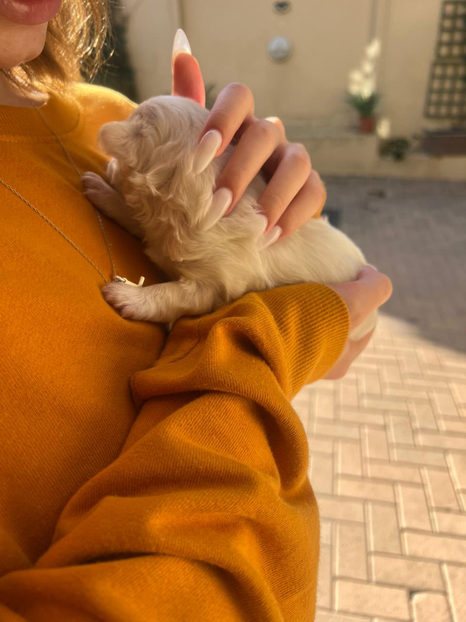 Maltese photo 3