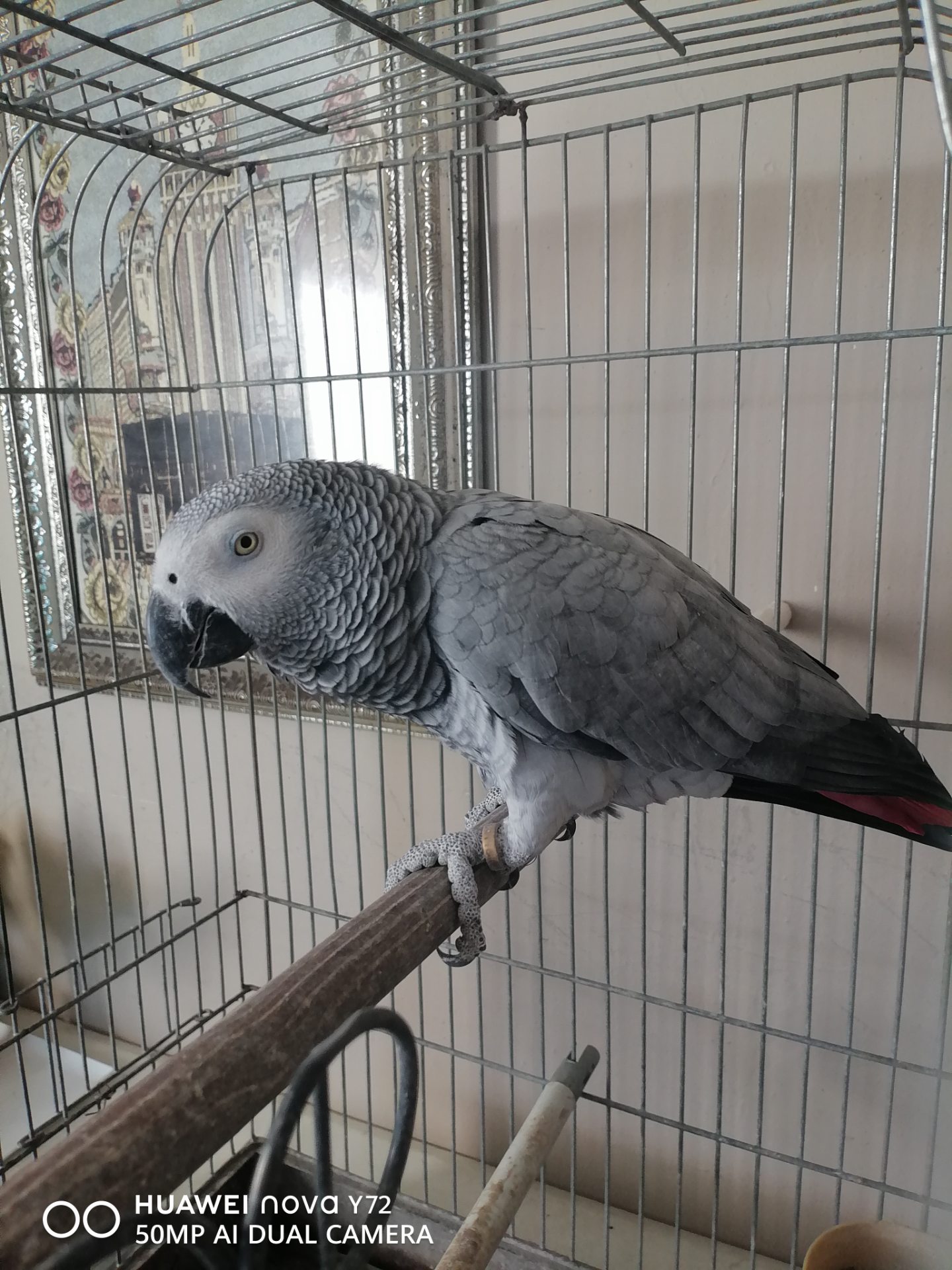 African Grey Parrot listing photo