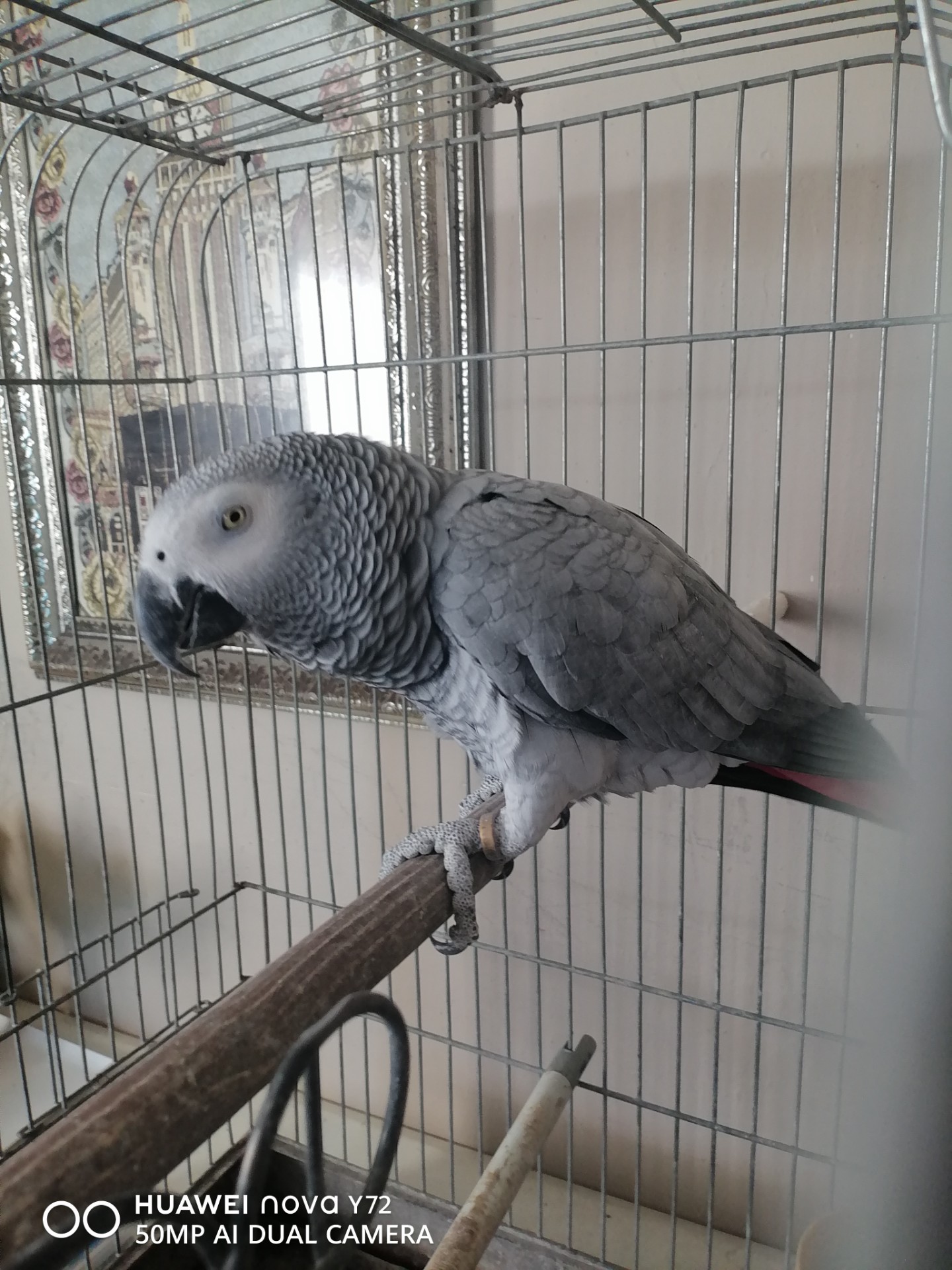 African Grey Parrot photo 2