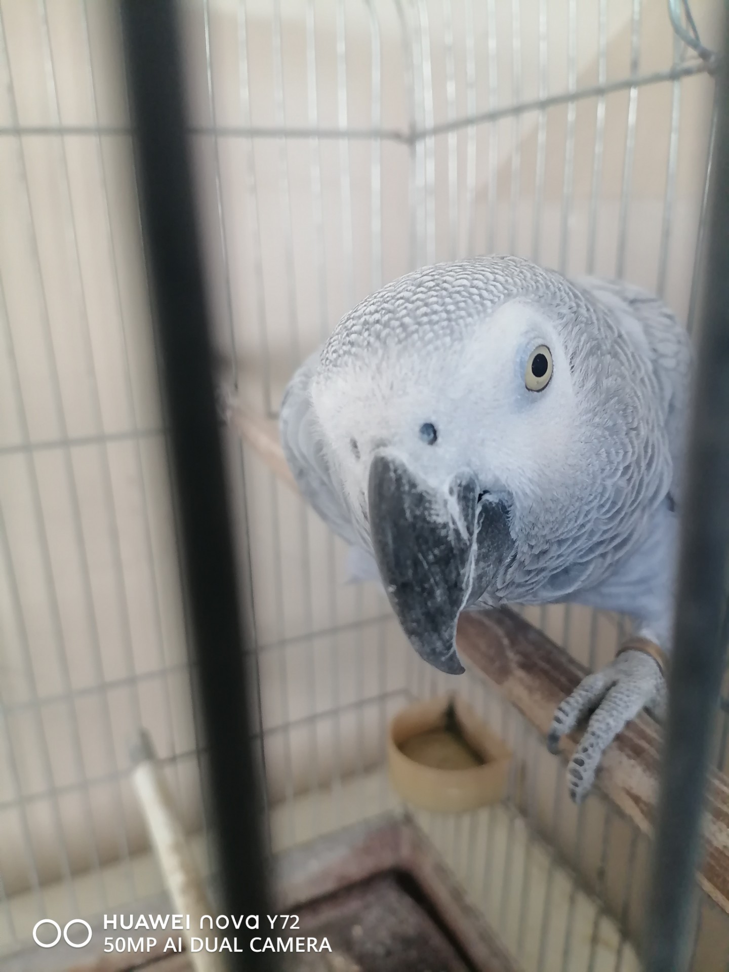 African Grey Parrot photo 3