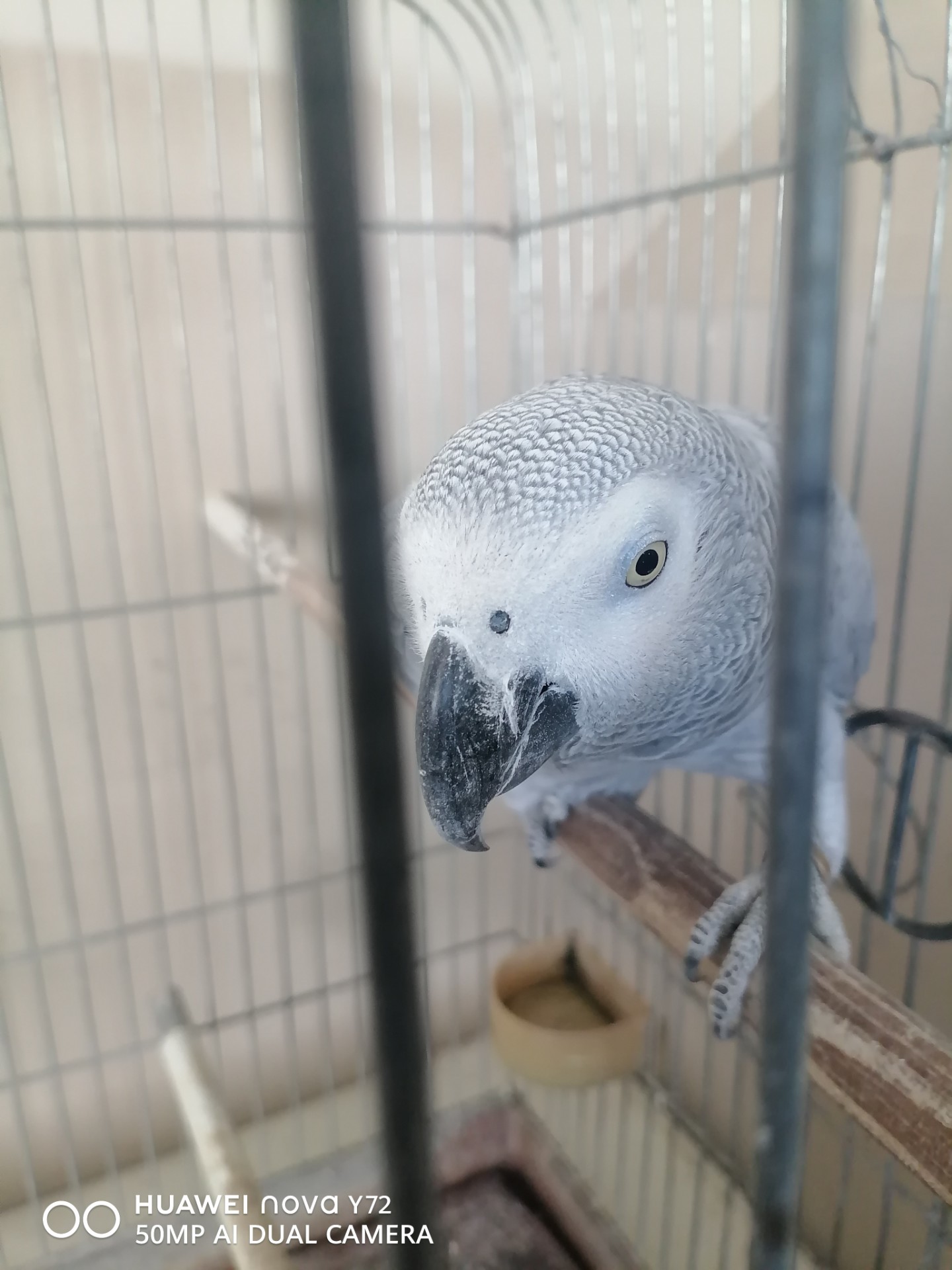 African Grey Parrot photo 4