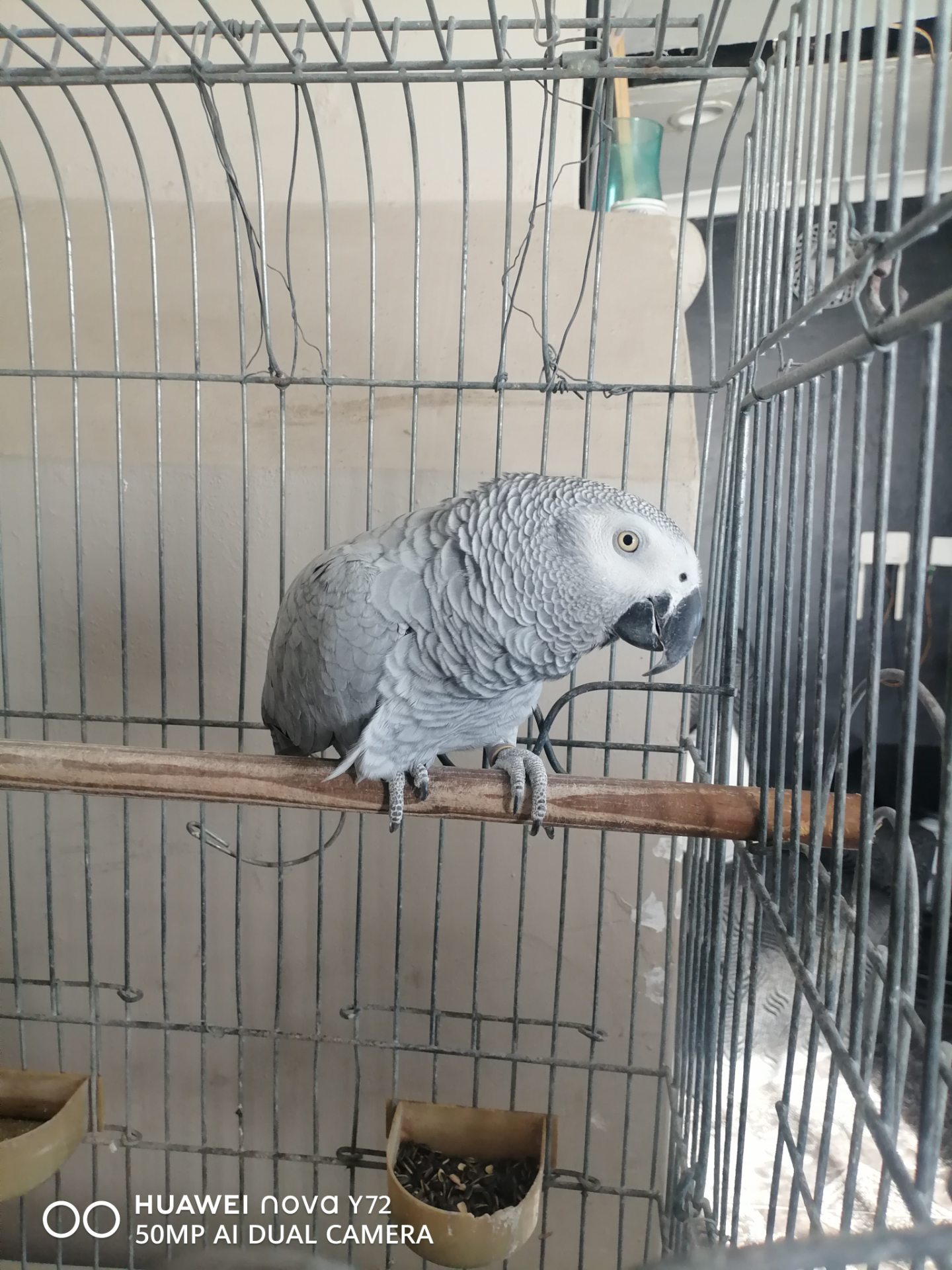 African Grey Parrot photo 5